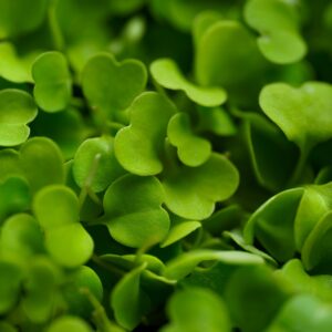 Microgreens Rucola