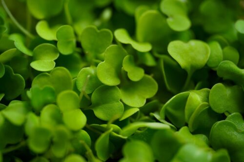 Microgreens Rucola