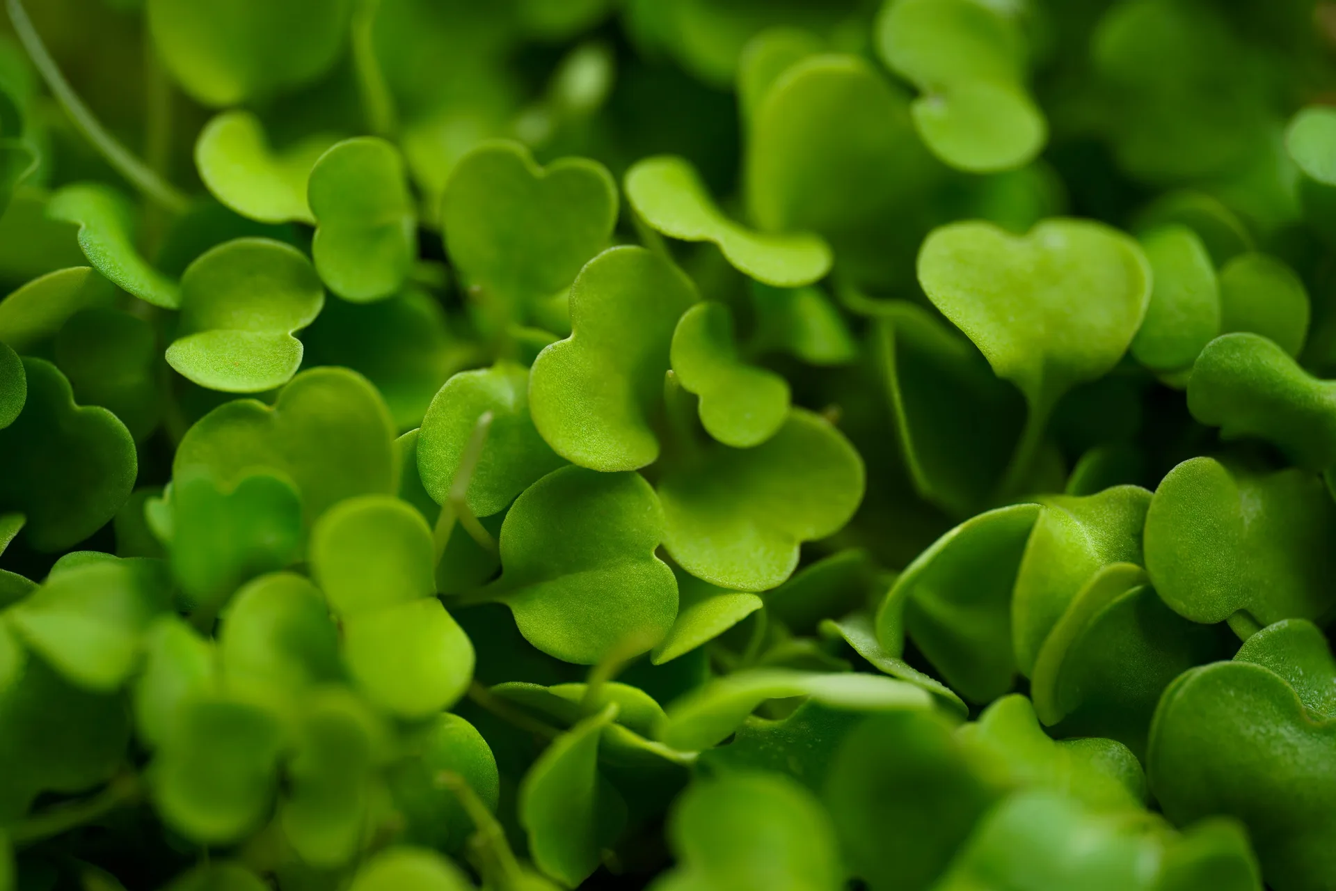 Microgreens Rucola Ech Bio