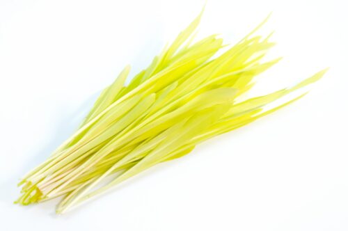 Microgreens Zuckermais Marvel Bio