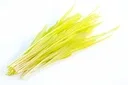 Microgreens Zuckermais Marvel Bio L
