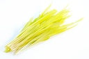 Microgreens Zuckermais Marvel Bio L