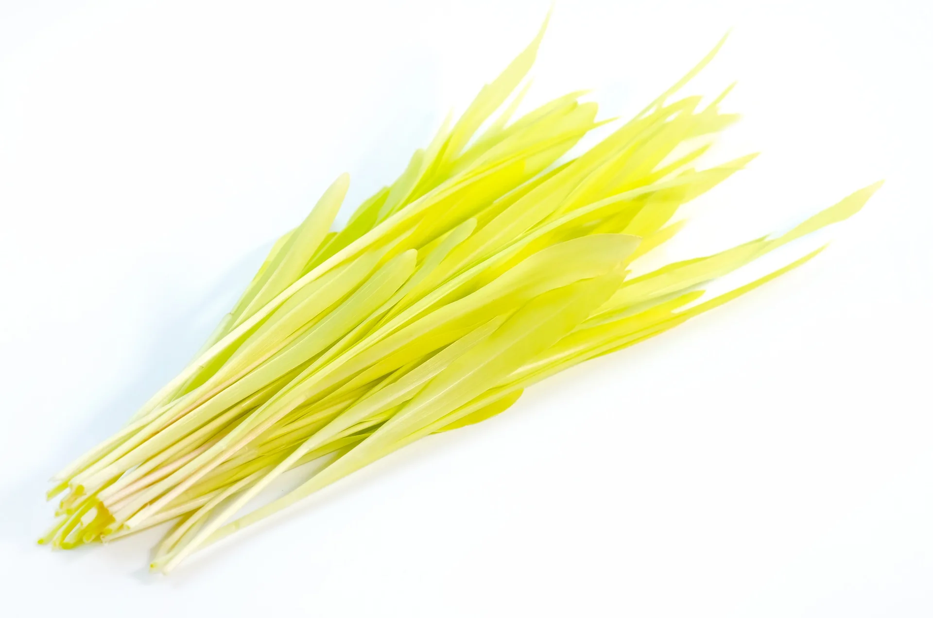 Microgreens Zuckermais Marvel Bio