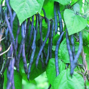 Stangenbohnensamen Blauhilde Bio