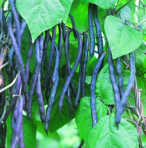 Stangenbohnensamen Blauhilde Bio