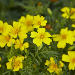 Tagetes Trio (3 Tüten)