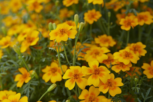 Tagetes Trio (3 Tüten) – Bild 3