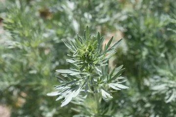 Artemisia absinthium Wermut Bio