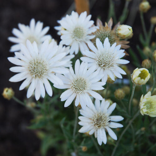 Einjährige Papierblumen Mischung Bio – Bild 2