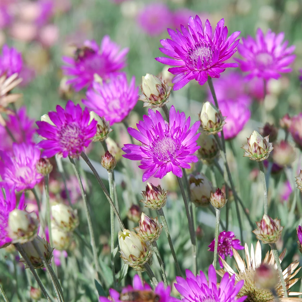 Einjährige Papierblumen Mischung Bio
