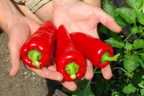 Paprika Saatgut-Box XS (Karton) – Bild 4