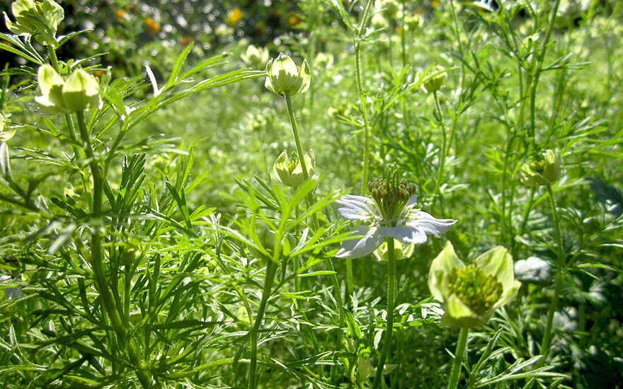 Schwarzkümmel
