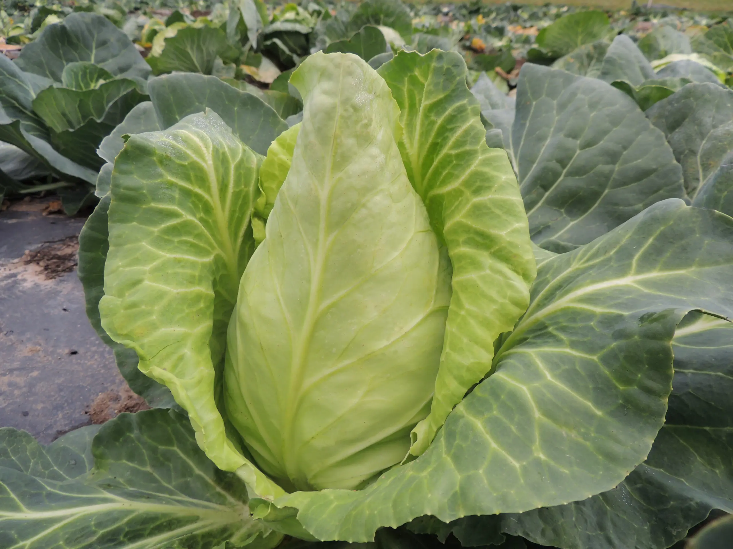 Spitzkraut Express Bio