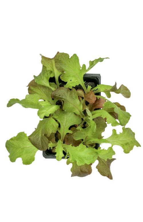 Pflücksalat Red Salad Bowl Bio