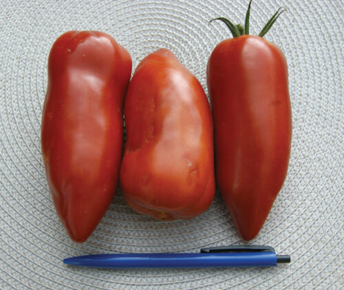 Tomate Gagliardo F1