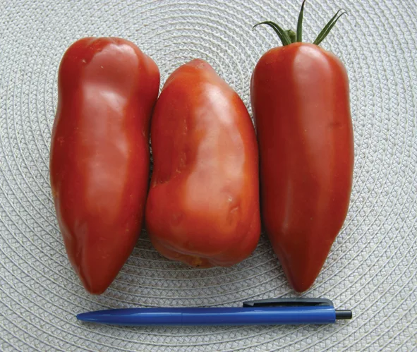 Tomate Gagliardo F1