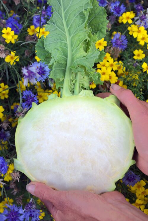 Kohlrabi Superschmelz Bio/Demeter – Bild 2