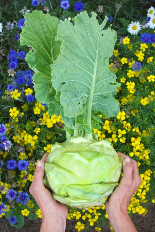 Kohlrabi Superschmelz Bio/Demeter