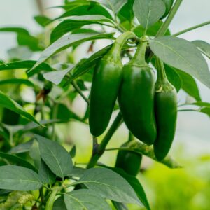 Alles Gute zum Vatertag! Chili Pfeffer Jalapeno M