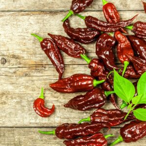Chili Pepper Naga Black