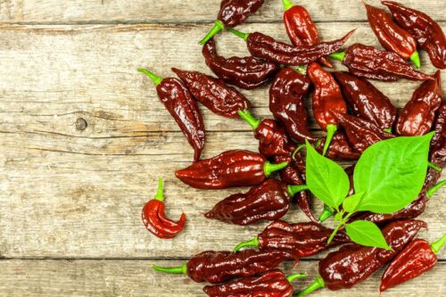 Chili Pepper Naga Black