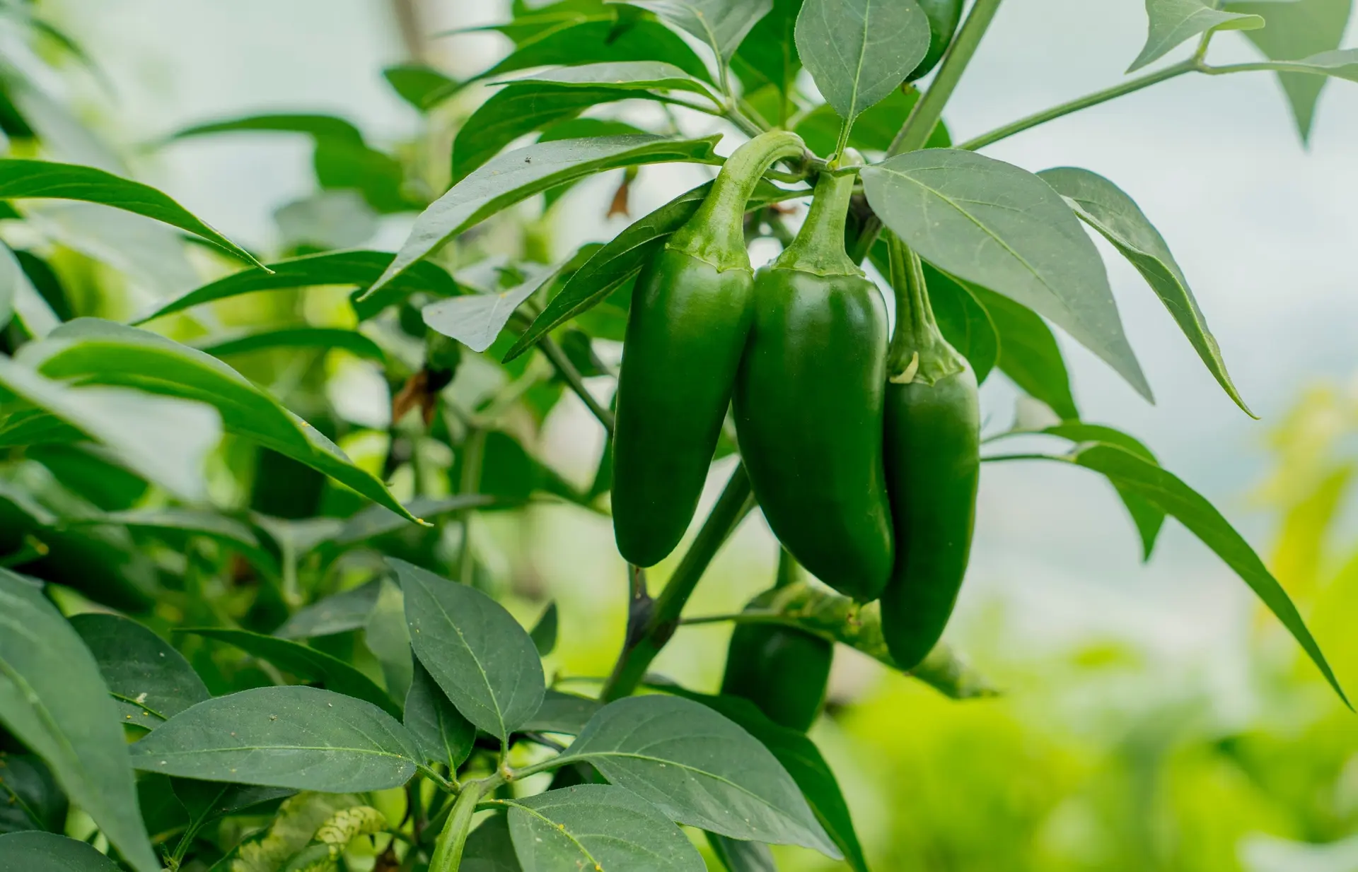Chili Pfeffer Jalapeno M