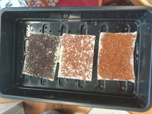 Schafwollvlieszuschnitte für Microgreens