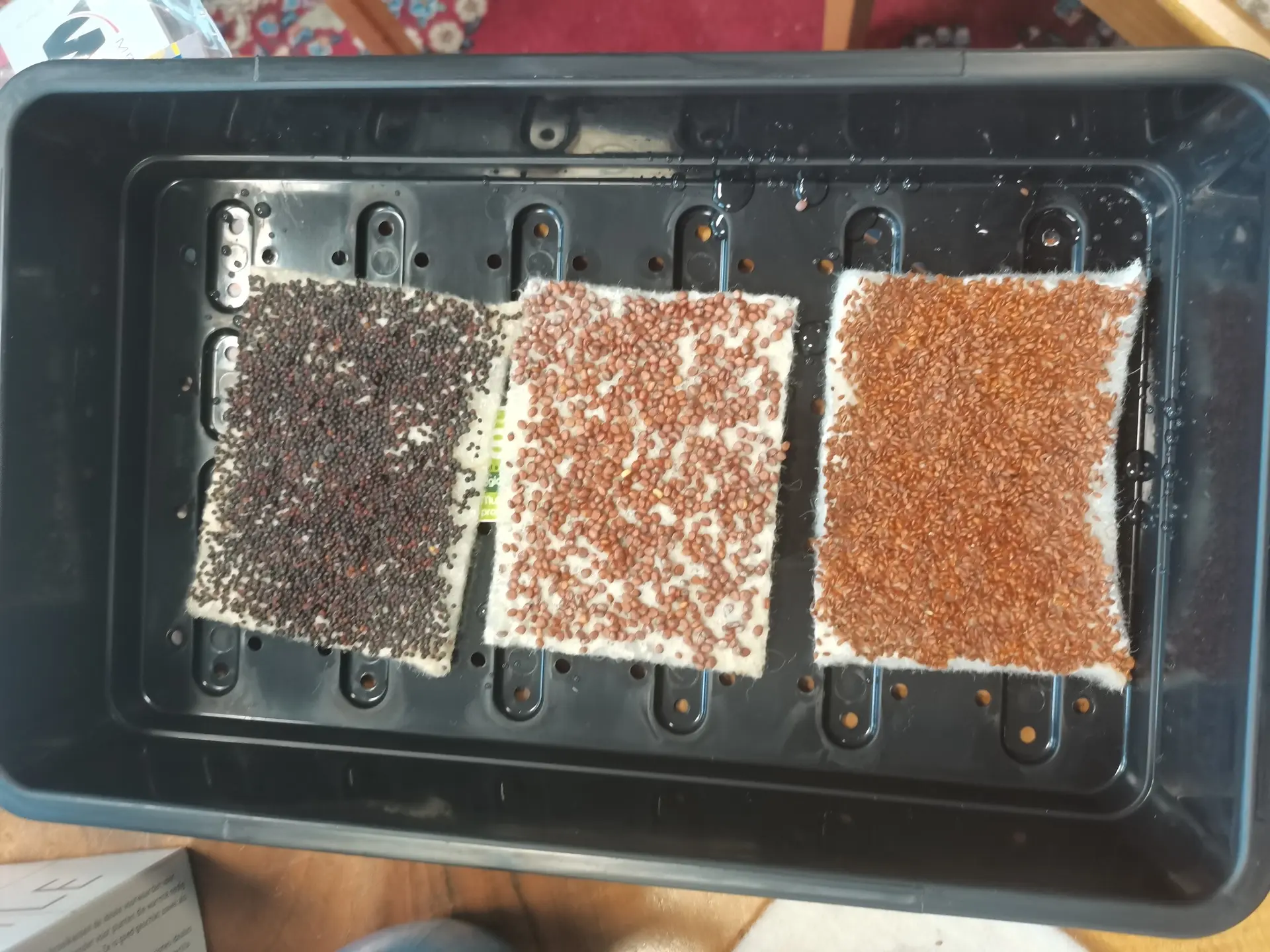 Schafwollvlieszuschnitte für Microgreens