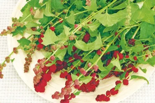 Homfarming Erdbeerspinat Bio