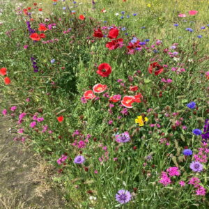 Blumenwiese Bienenmischung