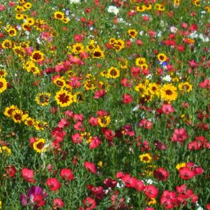 Blumenwiesensamen Winnender Mädleswiese