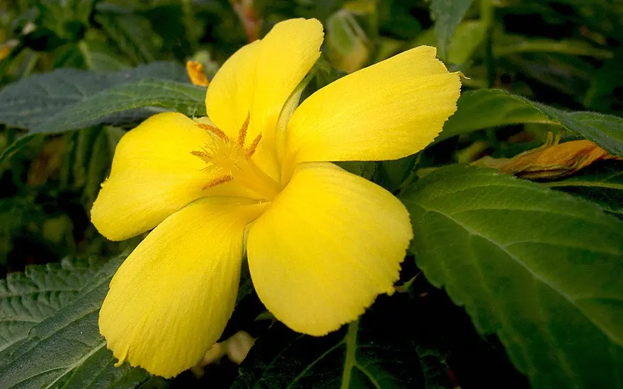 Damiana
