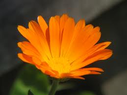 Ringelblumensamen - Calendula Bio