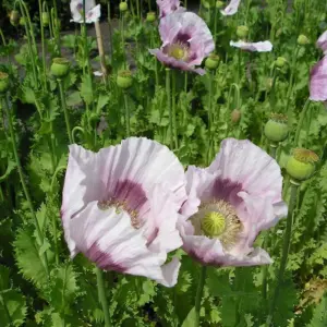 Schlafmohn Bio
