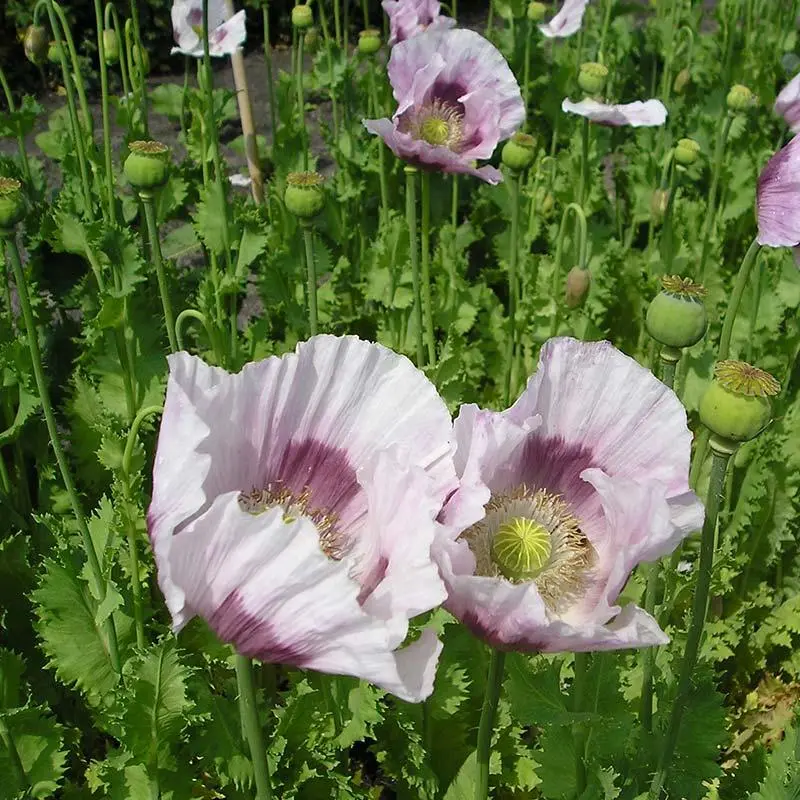 Schlafmohn Bio