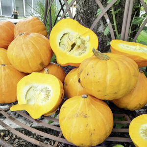 Salat Kürbis Amoro F1