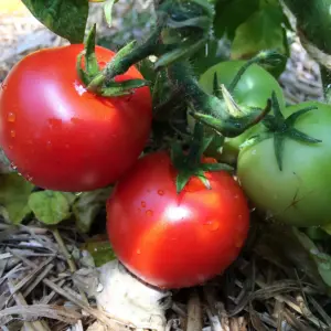 Tomate Buschtomate Bogus Fruchta KS Bio