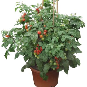 Tomatensamen Lizzano F1 Großpackung (100 Korn)