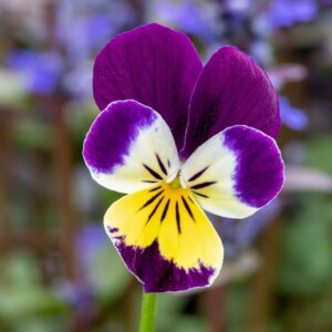 Wildes Stiefemütterchen Bio