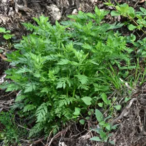Artemisia annua, Einjähriger Beifuß