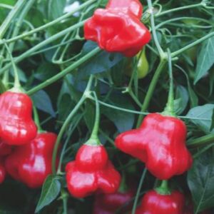 Chili Pfeffer Jamaican Bell XXL
