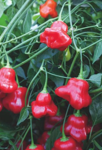 Chili Pfeffer Jamaican Bell XXL