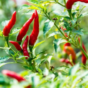 Freiland Chili Rotes Teufele