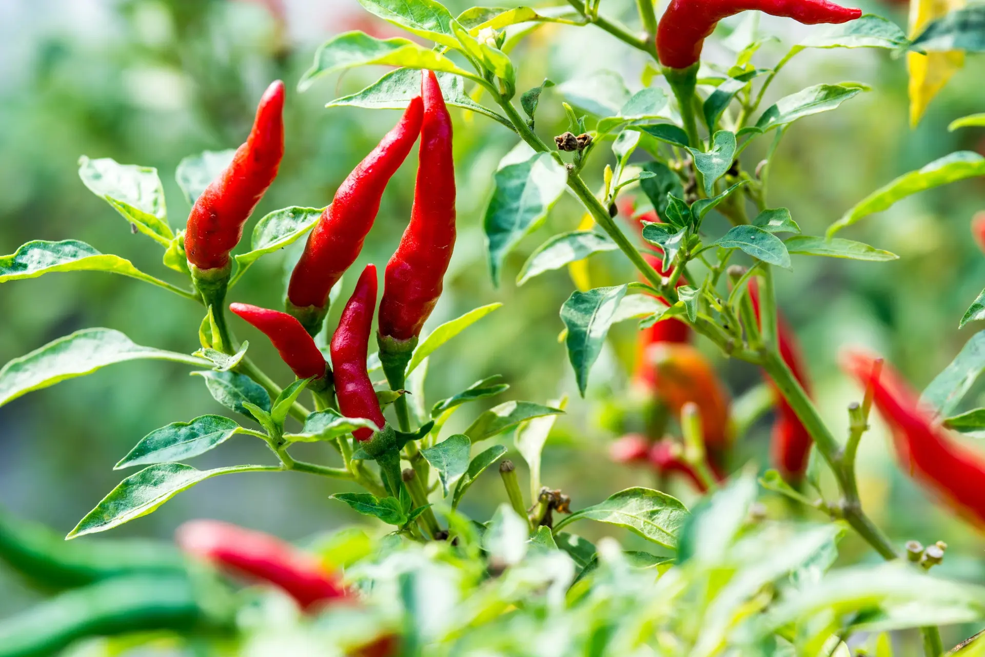 Freiland Chili Rotes Teufele