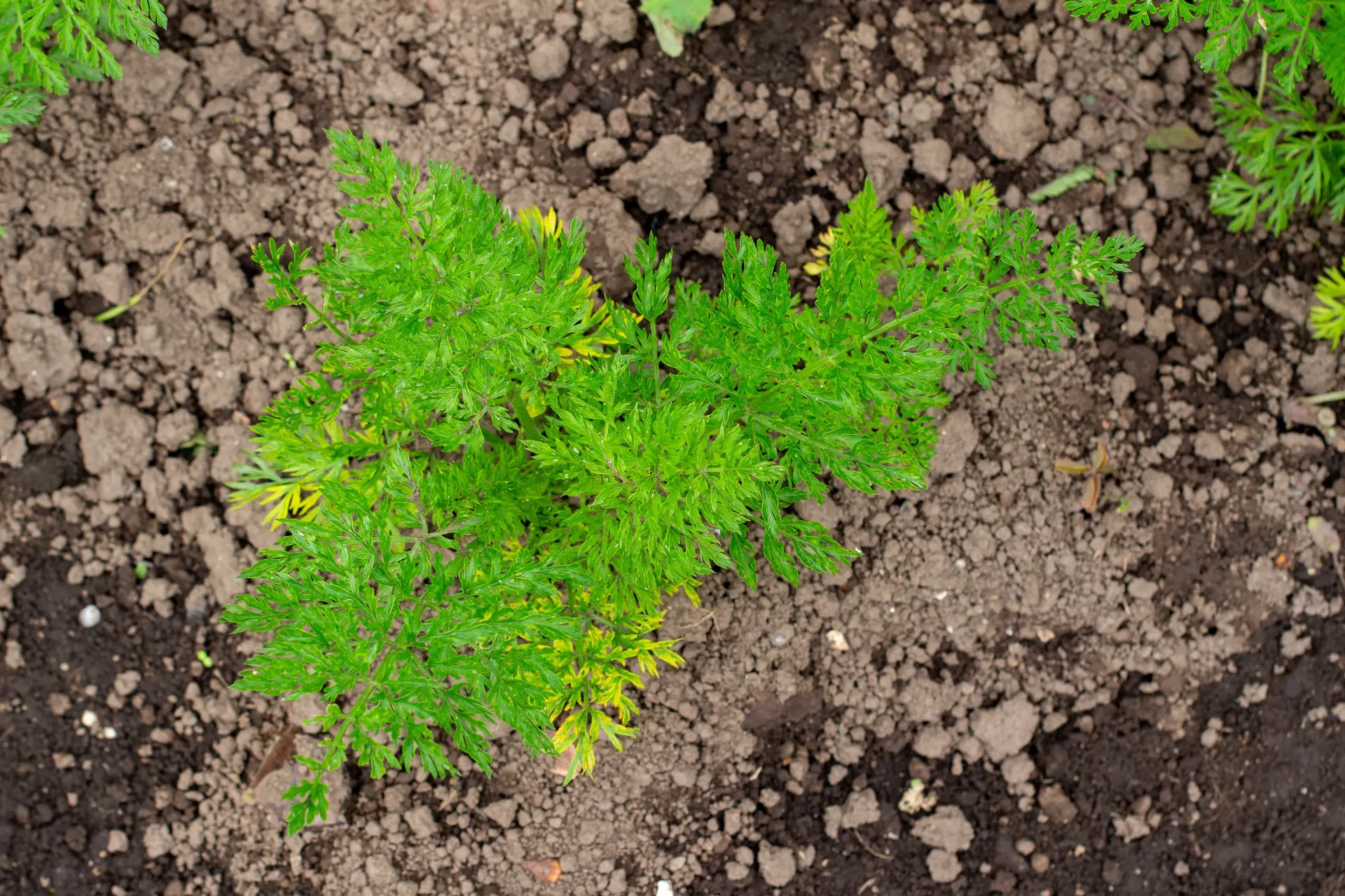 Artemisia annua, Einjähriger Beifuß – Bild 3
