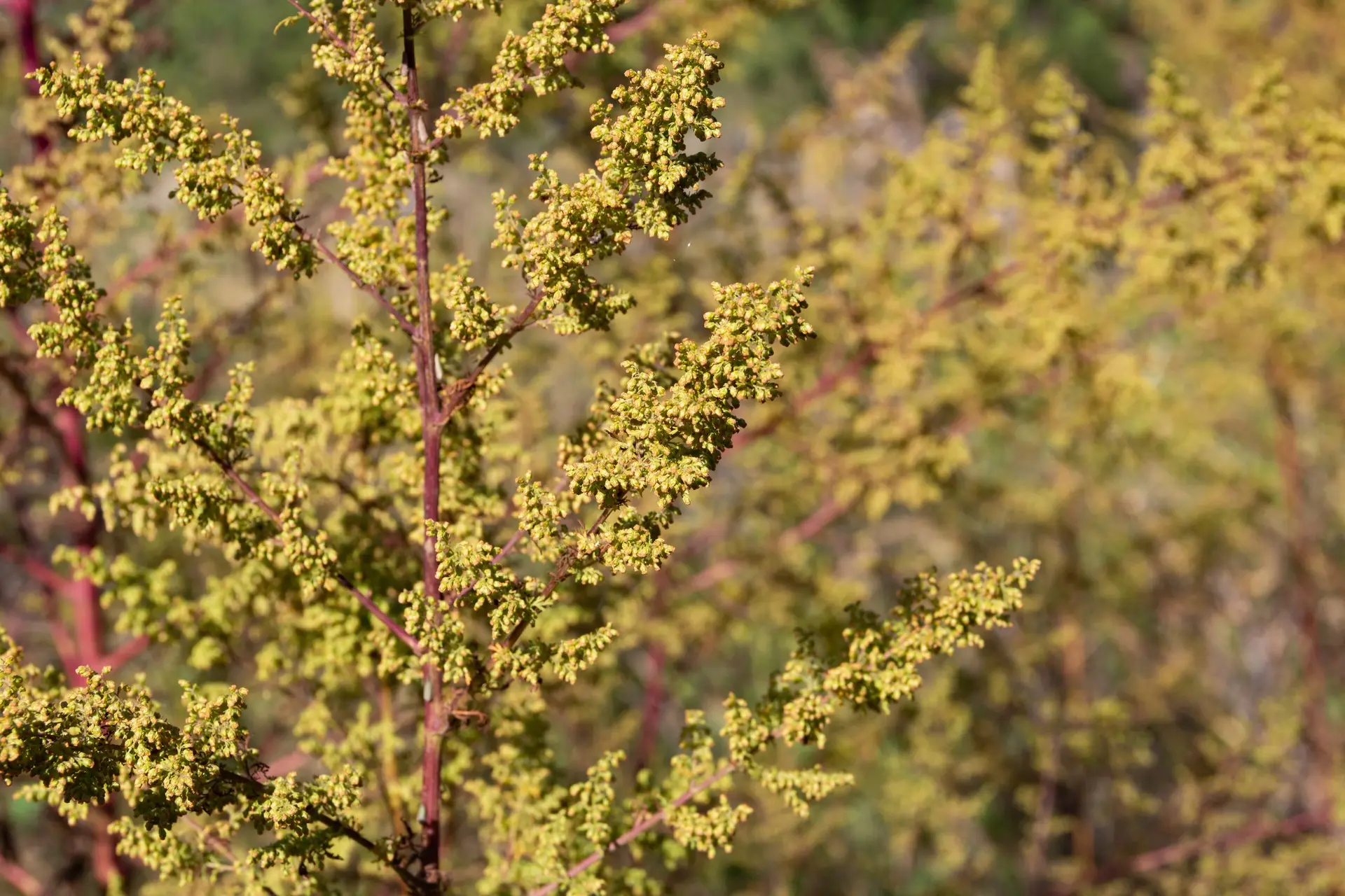 Artemisia annua, Einjähriger Beifuß – Bild 4