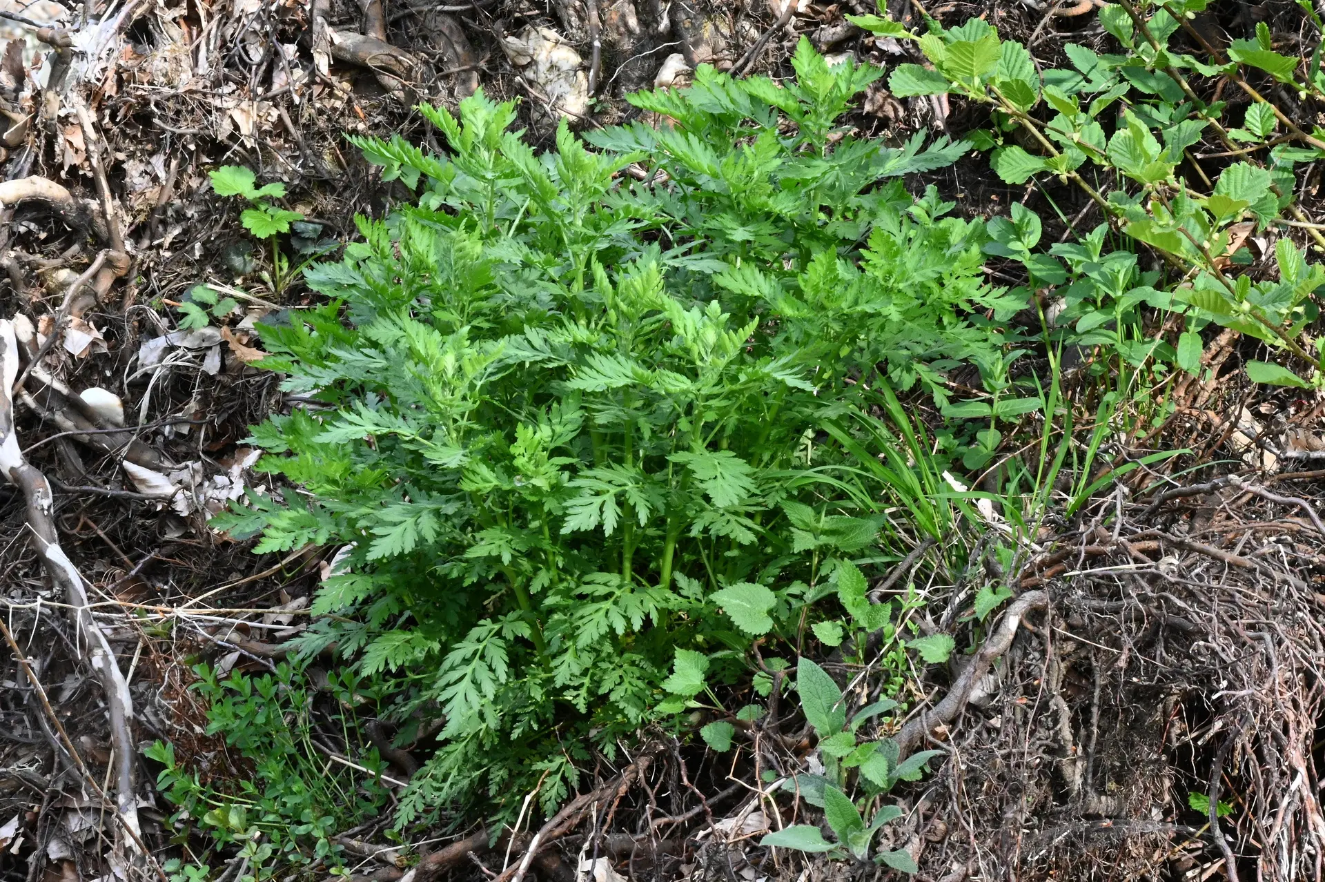 Artemisia annua, Einjähriger Beifuß – Bild 2