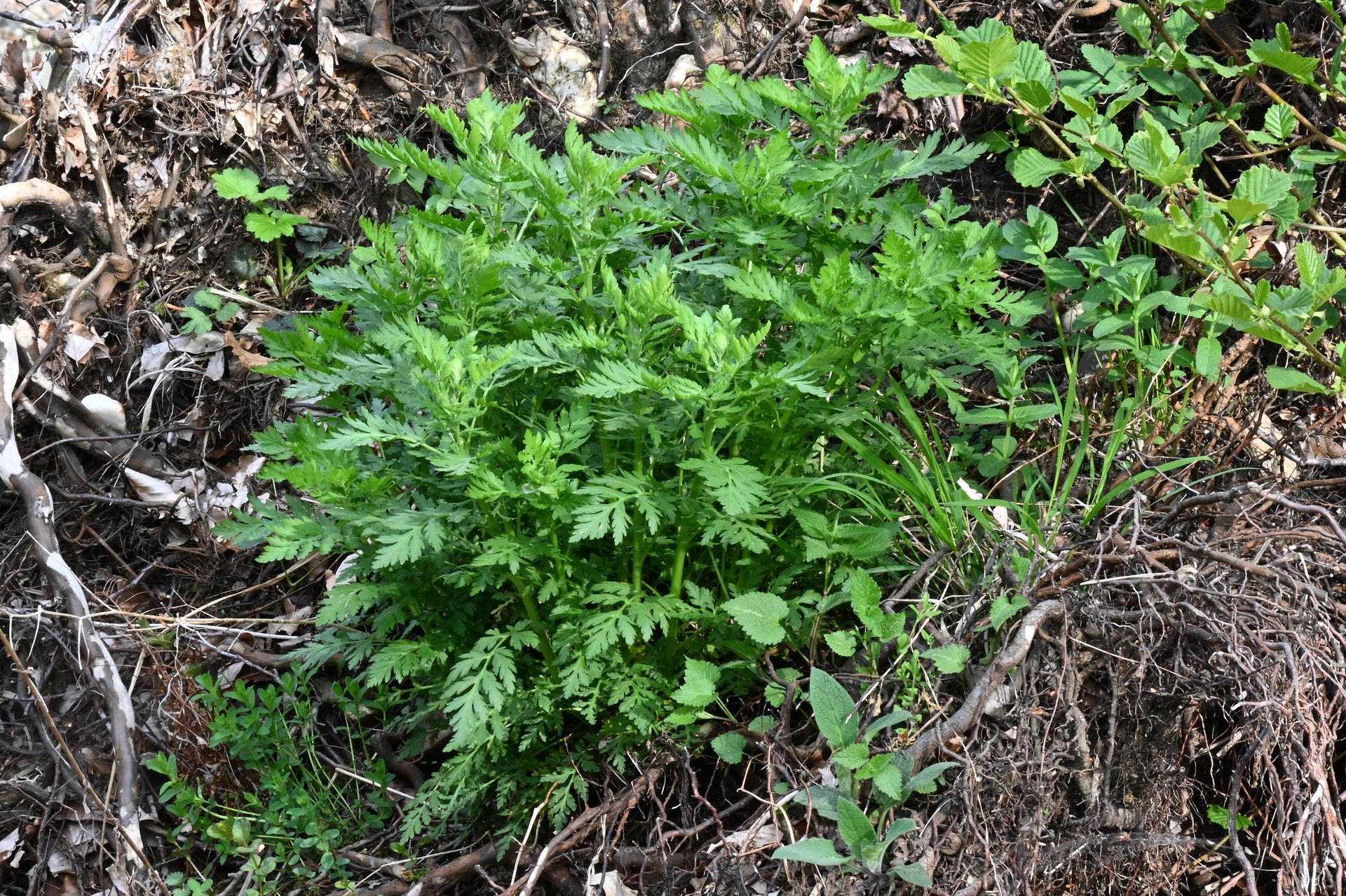 Artemisia annua, Einjähriger Beifuß – Bild 2