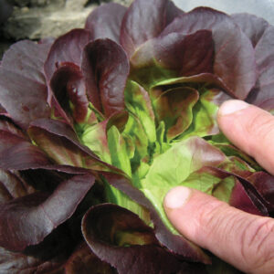 Salanova Xem (Saatgutpillen)