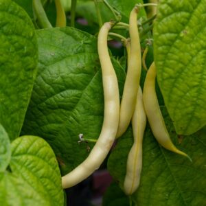 Buschbohne Dior (Ersatz für Orinoco) (gelb)